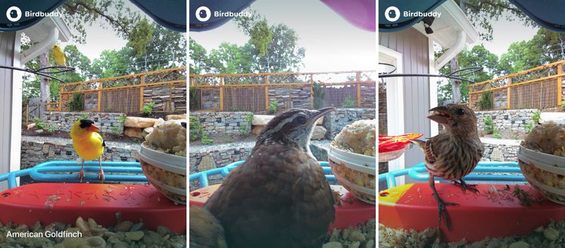 Bird Buddy is a Fun iPhone-Connected Smart Bird Feeder