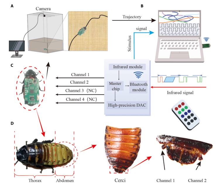 Remote-controlled \'cyborg\' cockroaches are paving the way for future biohybrid tech